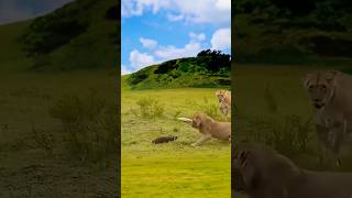 The End Funny Lioness Fught #Funny #Lion #Animals #Wildlife #Facts #Shorts #Aamerhabib