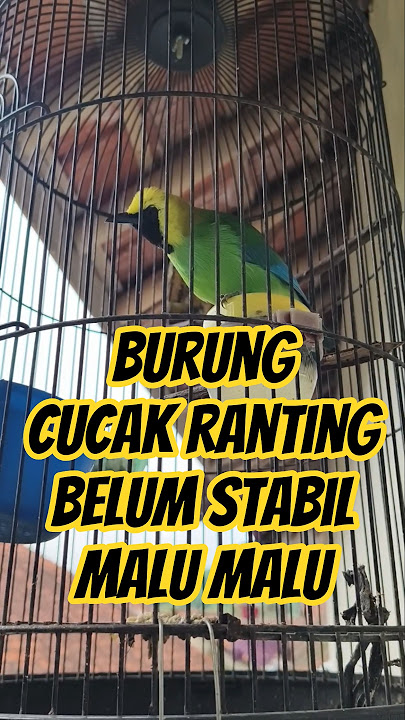 Suara burung cucak ranting meranti cocok untuk pancingan burung yang malas bunyi #kicaumania #burung