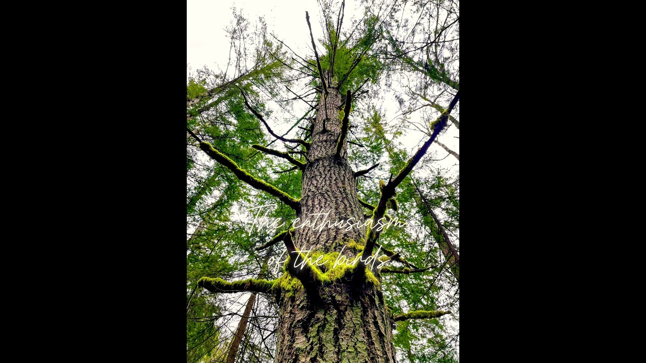 A wander in the gift. Inspiration for The Way. 