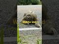 Sloth Facts 😭#shorts #yputubeshorts #animals #facts