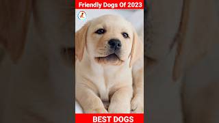 5 Friendly dog of 2023/ friendly dog breed #Labrador