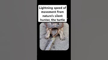 Lightning speed of movement from nature