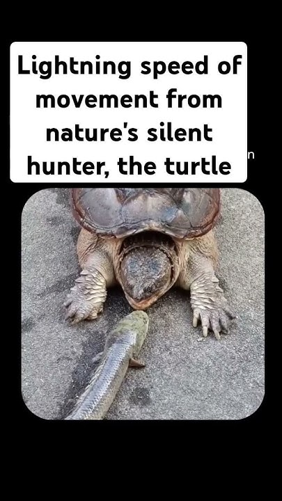 Lightning speed of movement from nature's silent hunter, the turtle #nature #meditation - YouTube