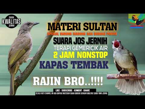 KAPAS TEMBAK GUACOR DOR !! masteran wajib buat burung kicau audio jernih dengan suara air mengalir