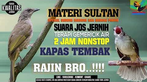 Masteran Sultan Burung Kapas Tembak Gacor || Pilihan Juri Senasional Durasi Panjang #kapastembak