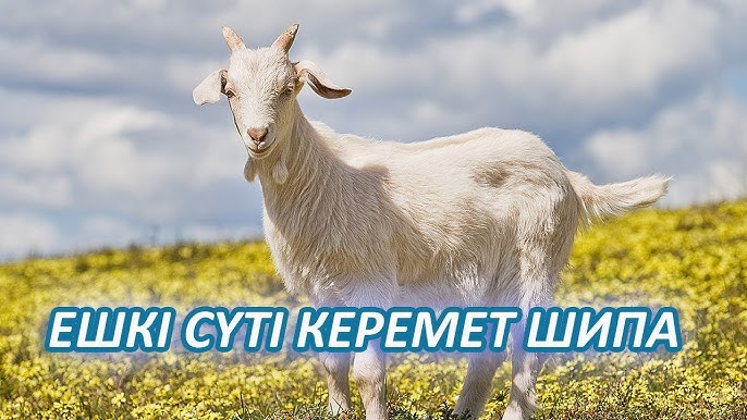 Wwwdom2ru үйдегі секс 2
