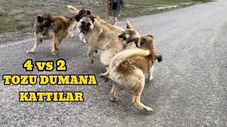 SÜRÜ KÖPEKLERİ HEPSİ BİRDEN ZALIMA SALDIRDI. KARABAŞ GELDİ ORTALIK TOZ DUMAN OLDU. #sürüköpekleri