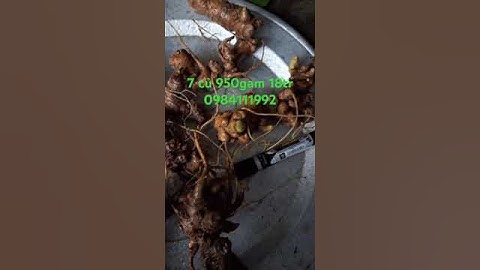 7 củ sâm vùi rừng già #sâm_lai_châu_rừng #sâm_ngọc_linh_rừng #sâm_ngọc_linh #sâm_ngọc_linh #sâm_vùi