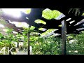 【4K】 Walking in the garden of Kudan House