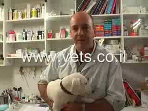 וִידֵאוֹ: הרעלת ביס מתבודד כלב חום - טיפולי הרעלת מתבודד חום