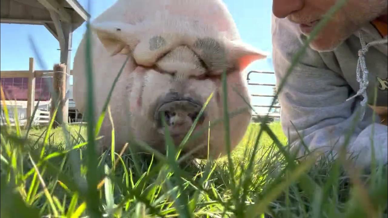 New Rescue Pig Paulie is a LOVE YouTube