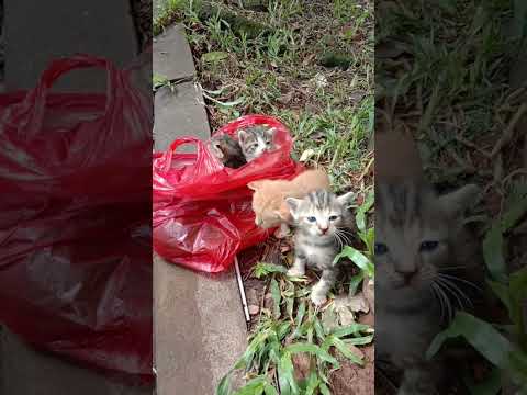 Video: Anjing Sempit Di Peti Kucing Kecil Ditemukan Ditinggalkan Di Jalan Penampungan