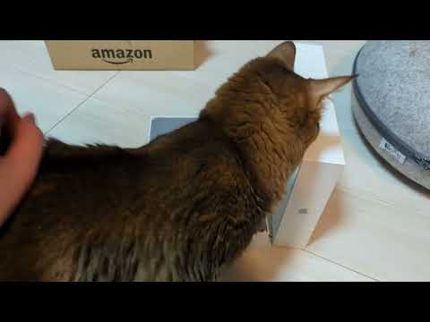 【1055日目】カレンさんによるiPad Airチェック #ソマリ #cat