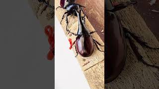 ศึกชิงนางด้วงกวาง Battle for the Lady vs. Stag Beetle #ด้วงกว่าง #Stag Beetle