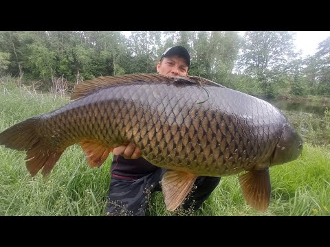 Видео: ЛОВИМ ПОРОСЯТ НА ЛЕСНОЙ РЕЧУШКЕ. Рыбалка на дикого сазана