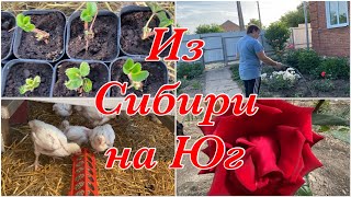 255ч🏡Купили дом в станице/Переселила бройлеров/Пересадила бархатцы и петунии