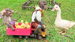 Monkey Baby Bim Bim Drives To The Pool And Make A Farm For Ducklings