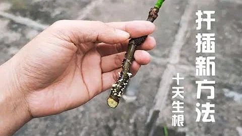 用一个矿泉水瓶扦插繁殖，3天出白点，一周出新根，一插就活！ - 天天要闻