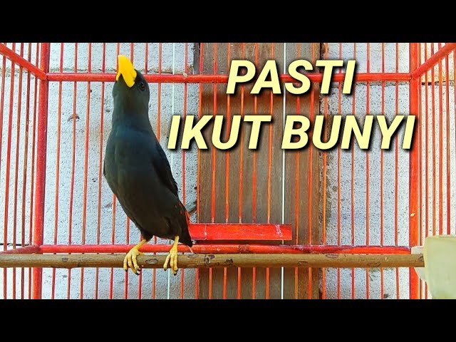 Pancingan jalak rio rio agar bunyi dalam 1menit burung jalak rio rio bahan pasti nyaut class=