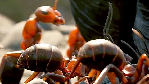 Army Ants Rampage Through TheForest | The Hunt |BBC Earth