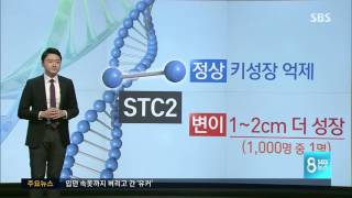 나도 더 커질 수 있을까…'키 조절' 유전자 83개 발견 / SBS 나도 더 커질 수 있을까…'키 조절' 유전자 83개 발견 / SBS