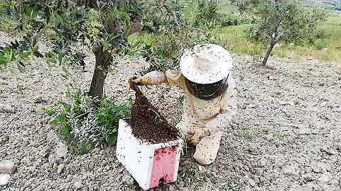 Quanto vale uno sciame d'api?