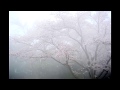 Misty Cherry Blossoms/霞桜 - Original Piano Composition