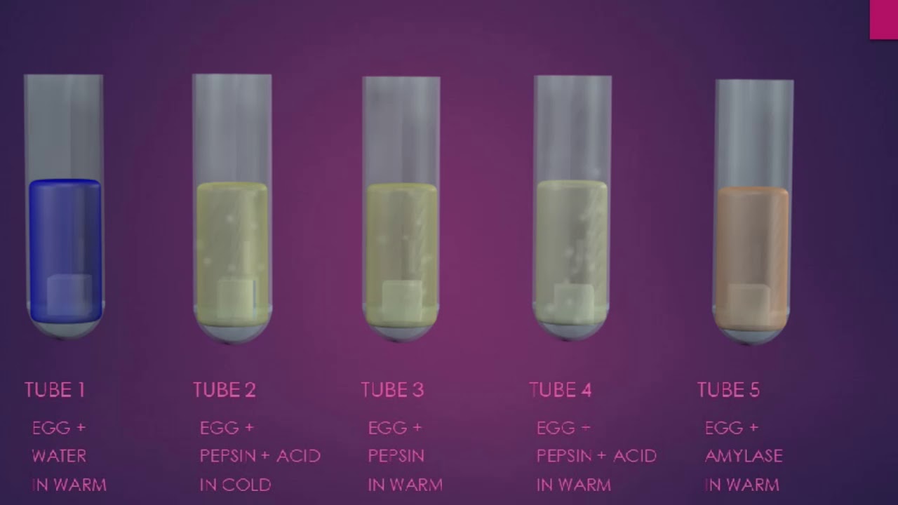 pepsin digestion of protein experiment