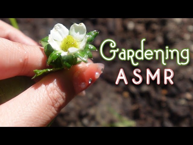 🌻🌱My 2024 Gardening Journey ✿ ASMR Vlog🍓🍅