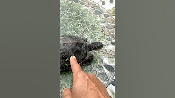 Con Rùa Có Hiện Tượng Lạ #pets #turtle