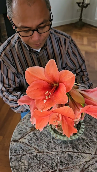 Amaryllis berbunga tanpa media (S-81)