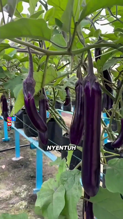Planting Eggplant In the air #eggplant #modernfarming #agriculture #gardeningtips #FYI #reels