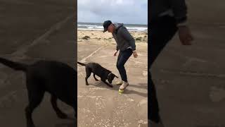 VIDEO Zielinski gioca in spiaggia col suo labrador Mia