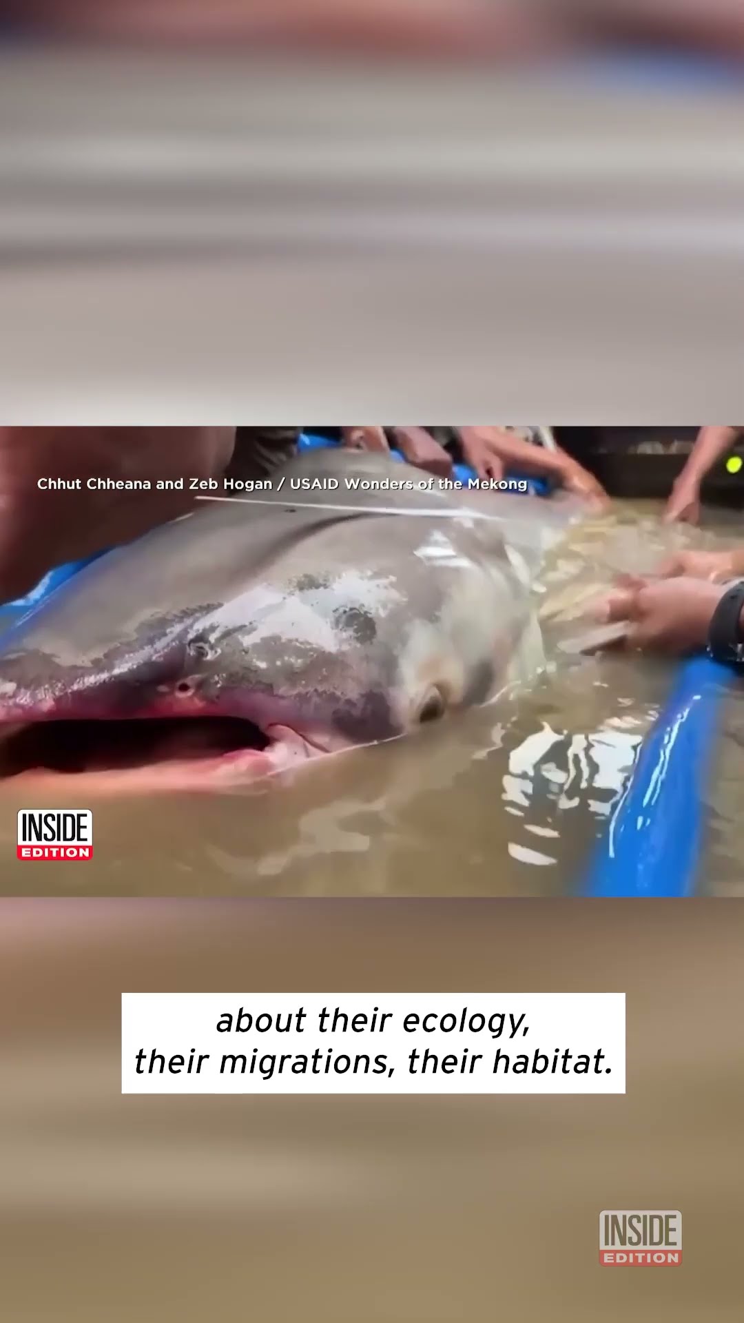 Enormous Catfish Are Having a Comeback #shorts