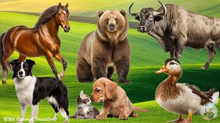 Farm Animal Sounds: Duck, Buffalo, Horse, Dog, Bear, Cat - Animal Paradise by Wild Animal Sounds 5,434 views 11 days ago 30 minutes