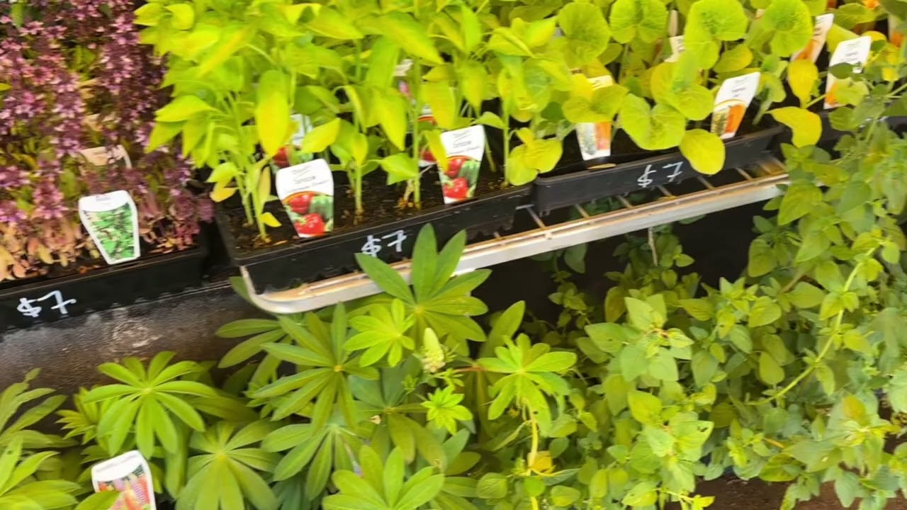 Рассада и в Австралии рассада!