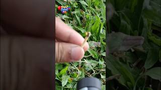 Green Laser vs Fire Challenge ||Part 47 #laserlight #shorts