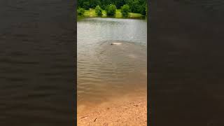 Xena 1yrs old, lake swimming at Shelby Farms park in Memphis, TN.