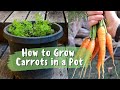 How to Grow Carrots from Seed in Containers + Germination Tips 🥕
