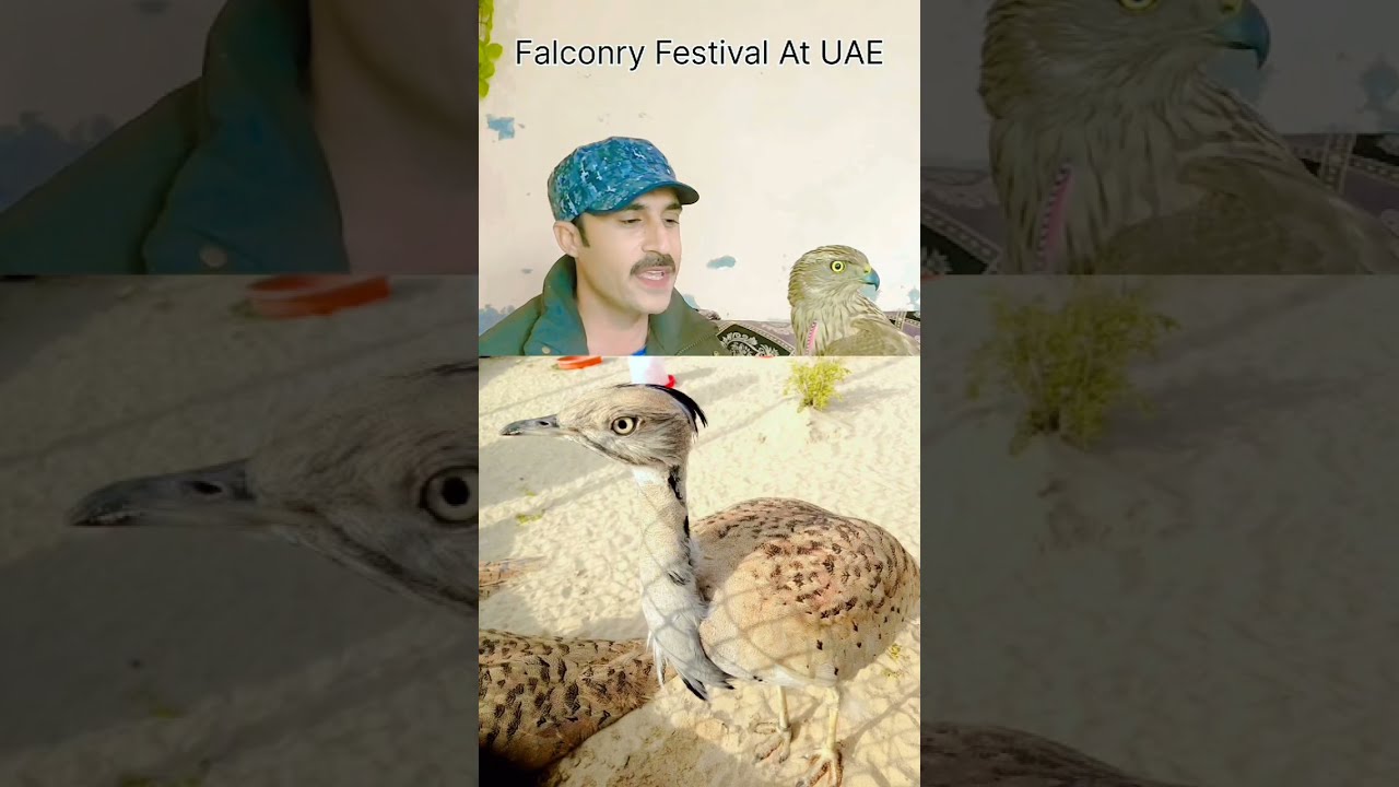 Соколиная охота — культурное наследие || Хищные птицы сегодня