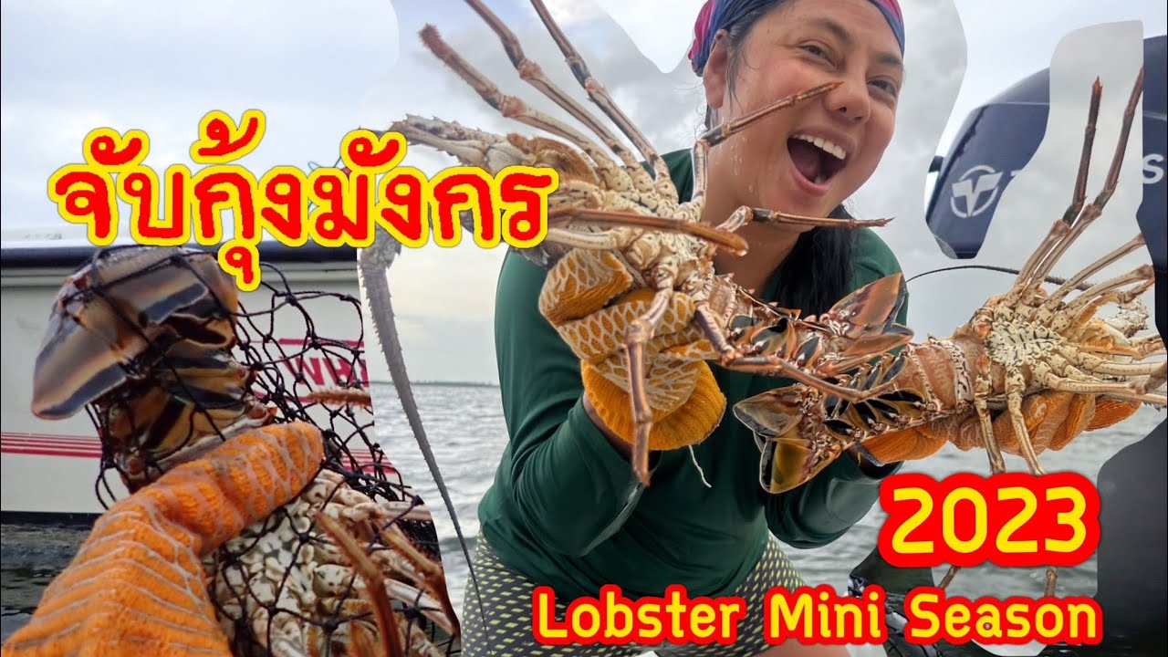 ตามล่าจับล๊อปสเตอร์ที่รัฐฟลอริดา อเมริกา Lobster Mini Season 2023 YouTube