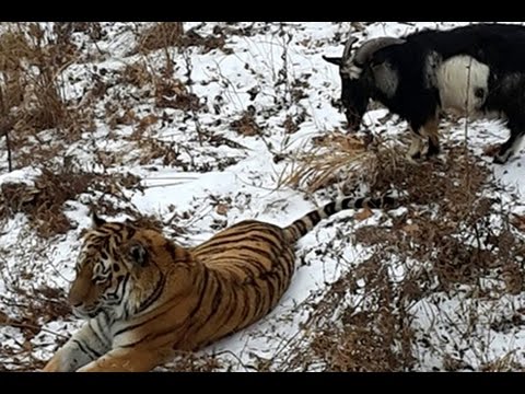 Safari Park / Russia Timur Goat Loves Amur Tiger