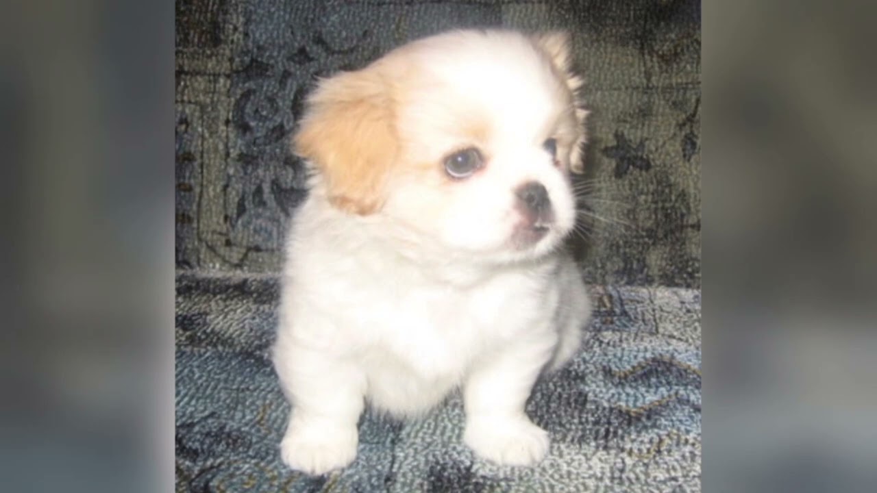 Я вас выбрала! — Часть 1 трилогии «ТAFFI» | LoRa (Official Video)