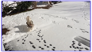 Yesterday it was 60 degrees F, and today we had snow! ❄ It takes a minute or two, but then Lacey does the bunny hop and runs around in the snow. She enjoys ...