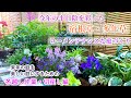 【半日陰の美しい宿根草多年草】【庭を素敵に*冬越し作業・切戻し編】ガーデニング/シェードガーデン
