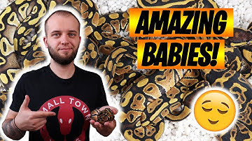 AMAZING GHI MOJAVE BALL PYTHON CLUTCH UPDATE!
