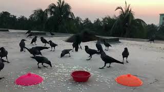 Hungry Crows Cawing For Food And Fighting Each Other | crow cawing sounds | Cawing