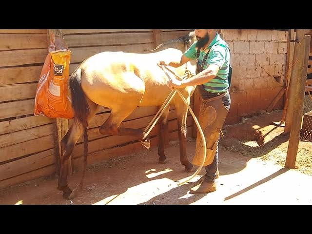 Liga de Descanso Laranja Cavalaria