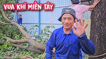 Hồi hộp !!! Vua Khỉ cưa tỉa cành cây Sao lớn nằm ngay đền thờ Anh Hùng Li.ỆT SĨ.