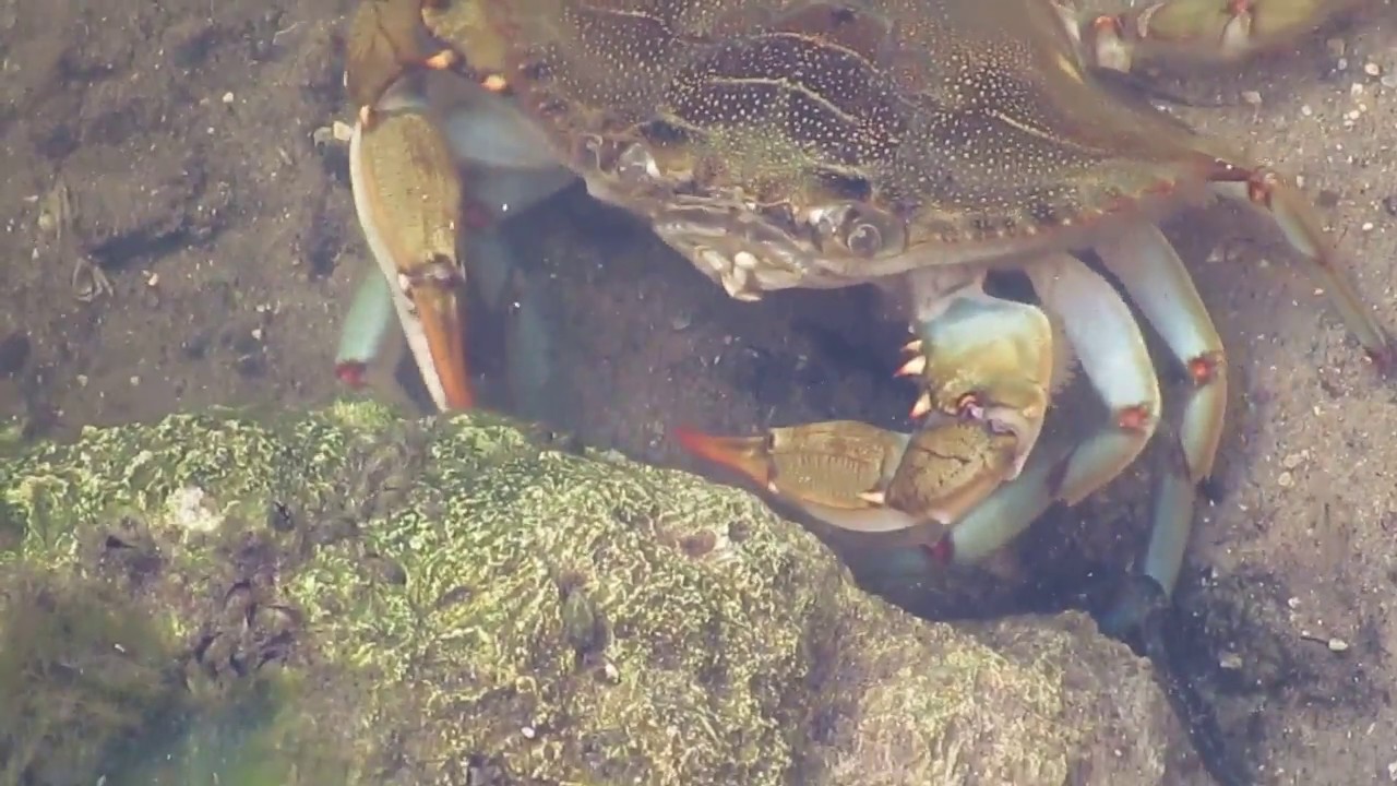 Blue Crab Eating - YouTube